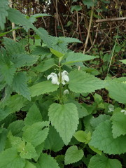 Lamium album