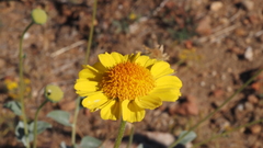 Encelia actoni