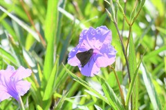 Asbolis capucinus