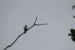 Fluvicola nengeta