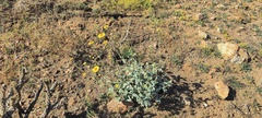 Encelia actoni
