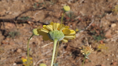 Encelia actoni