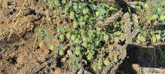 Physalis crassifolia
