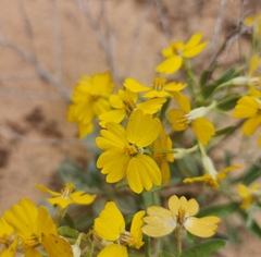 Psilostrophe tagetina