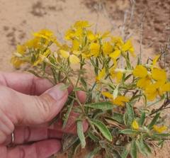 Psilostrophe tagetina