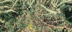 Amaranthus fimbriatus