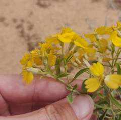 Psilostrophe tagetina