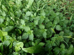 Urtica urens