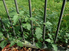 Solanum nigrum
