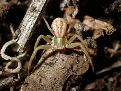 Runcinia grammica