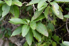 Eremogeton grandiflorus