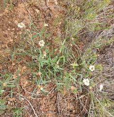 Melampodium leucanthum