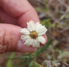 Melampodium leucanthum