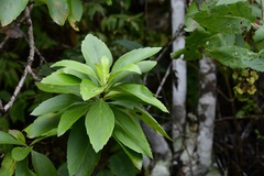 Eremogeton grandiflorus