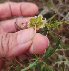 Melampodium leucanthum