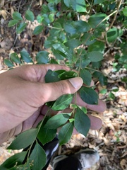 Ilex coriacea