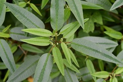 Euphorbia ariensis