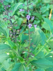 Ocimum