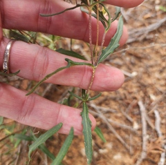 Melampodium leucanthum