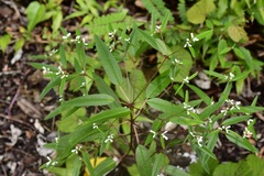 Euphorbia ariensis
