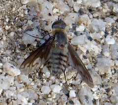 Poecilanthrax californicus