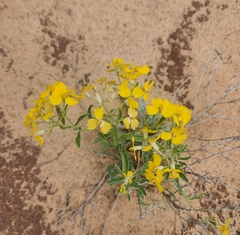 Psilostrophe tagetina