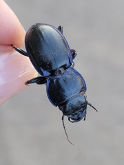 Pasimachus elongatus