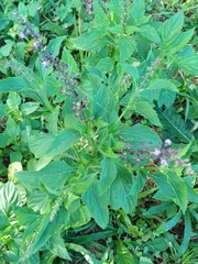 Ocimum