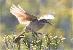 Upucerthia dumetaria