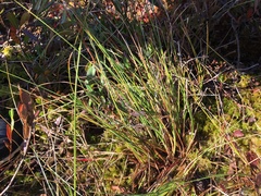 Carex oligosperma
