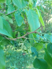 Annonaceae