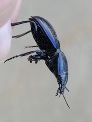 Pasimachus elongatus