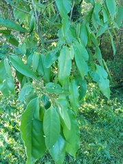 Annonaceae