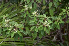 Euphorbia leucocephala