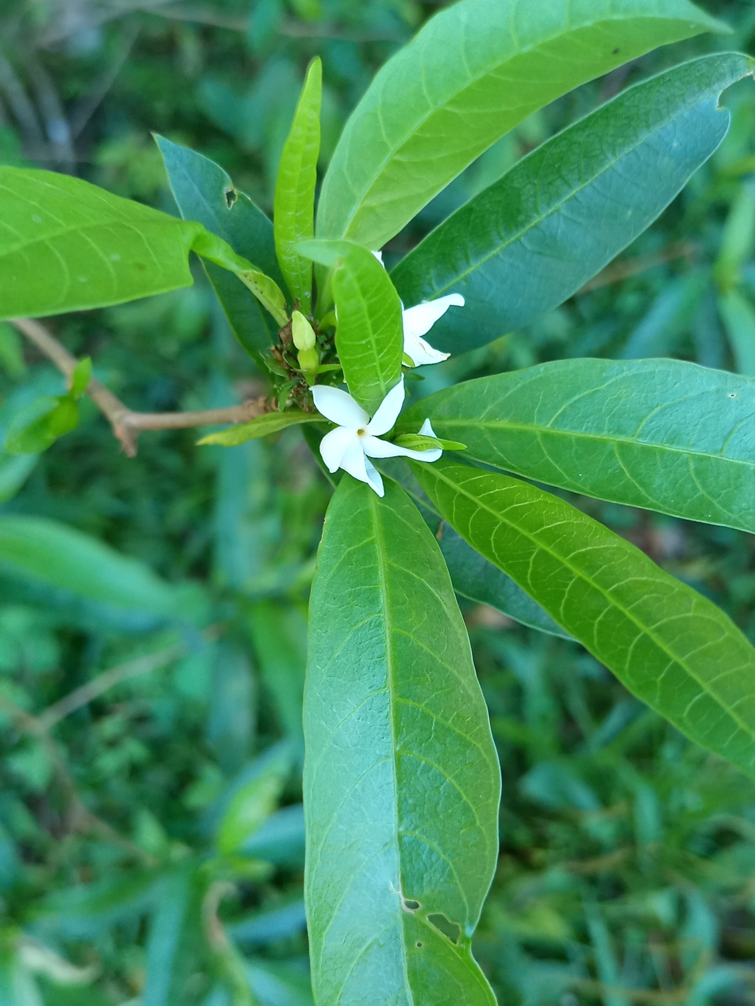 Tabernaemontana catharinensis