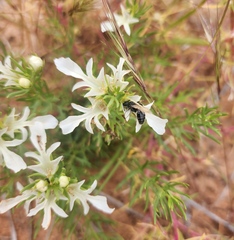 Teucrium laciniatum