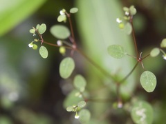 Euphorbia delicatula