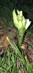 Chloraea membranacea