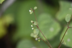 Euphorbia delicatula