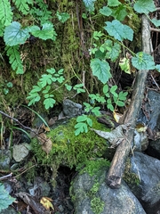 Corydalis scouleri