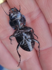 Pasimachus elongatus