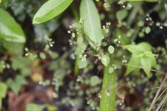 Euphorbia delicatula