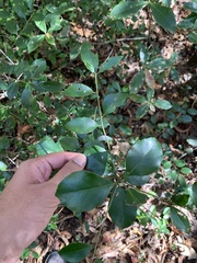 Ilex coriacea