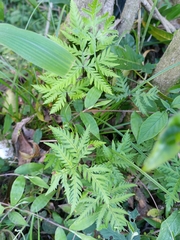 Doryopteris