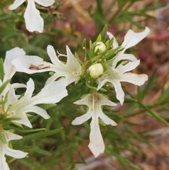 Teucrium laciniatum