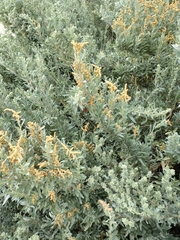 Atriplex