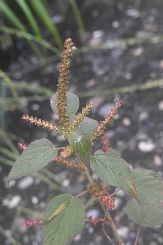 Acalypha adenostachya (Acalypha adenostachya)