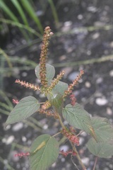 Acalypha adenostachya