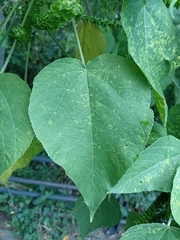 Acalypha