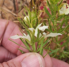 Teucrium laciniatum